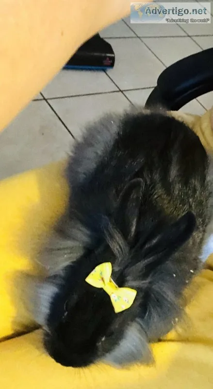 rehoming 10 week old female bunny
