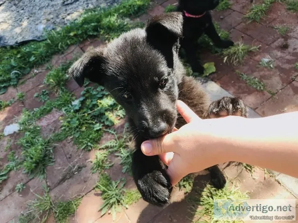 Female germane shepherd