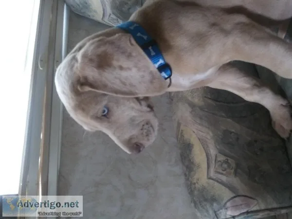 Beautiful Great Dane puppy