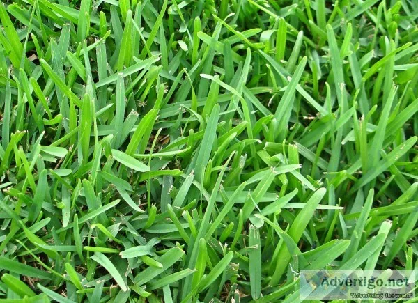 Lawn Care