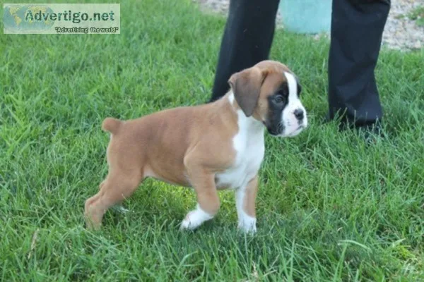 Action Boxer puppies for sale