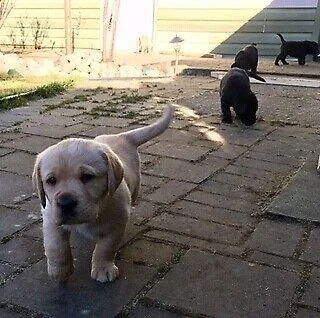 Labrador Retriever--