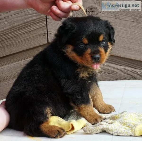 Sational Rottweiler puppies for sale