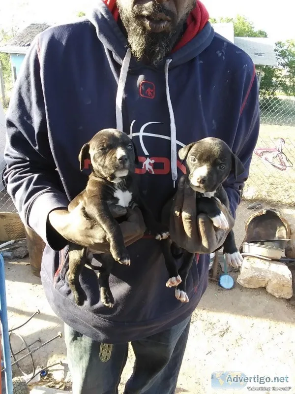 American Pit Corso puppies