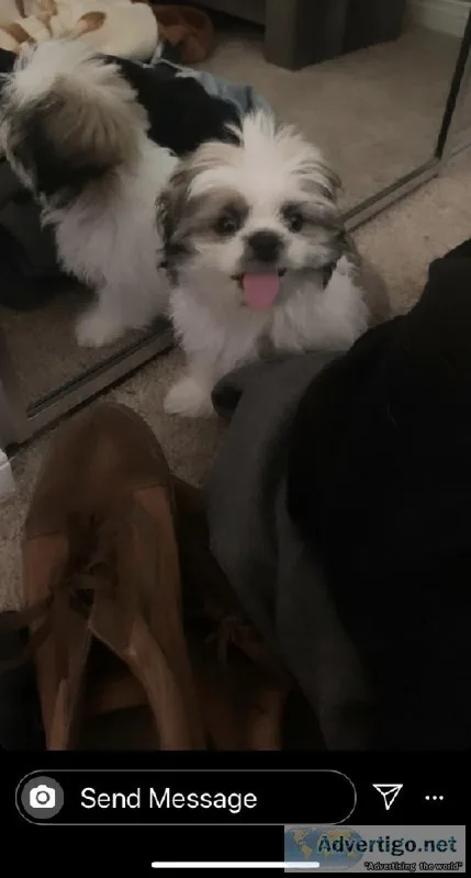 Shitzu puppy