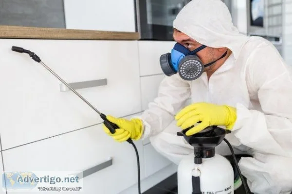 Best Termite Control in Noida