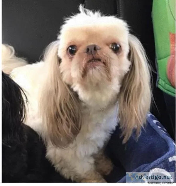 Shih Tzu Stolen from Madisonviile La