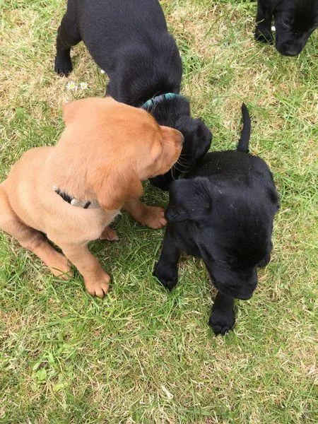 black and red labrador pups