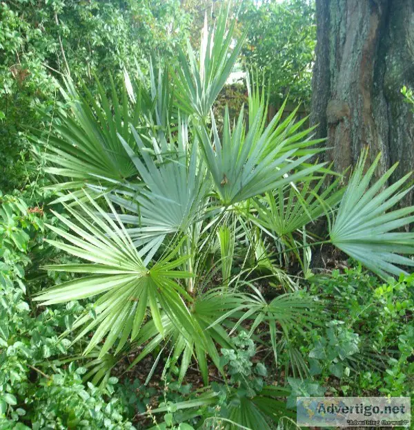 Palm Trees - Palm Tree Depot