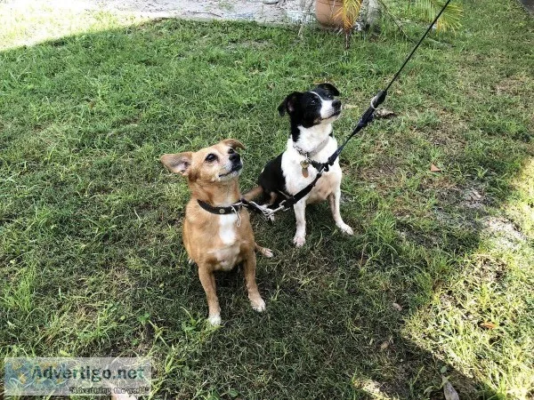 2 free small dogs
