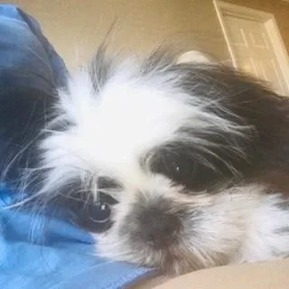 Shih Tzu 5 mos old Male