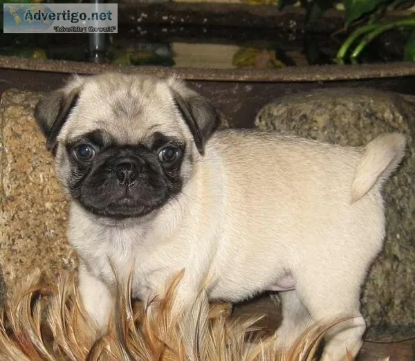 GHTPug puppies for sale