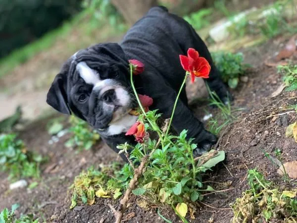 English Bulldog