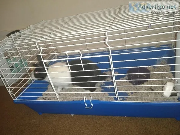 Black and White rabbit