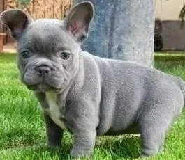 BtifulBlue french bulldog puppies for sale