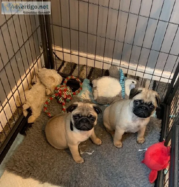 13 weeks Gorgeous Pug Puppies for loving homes