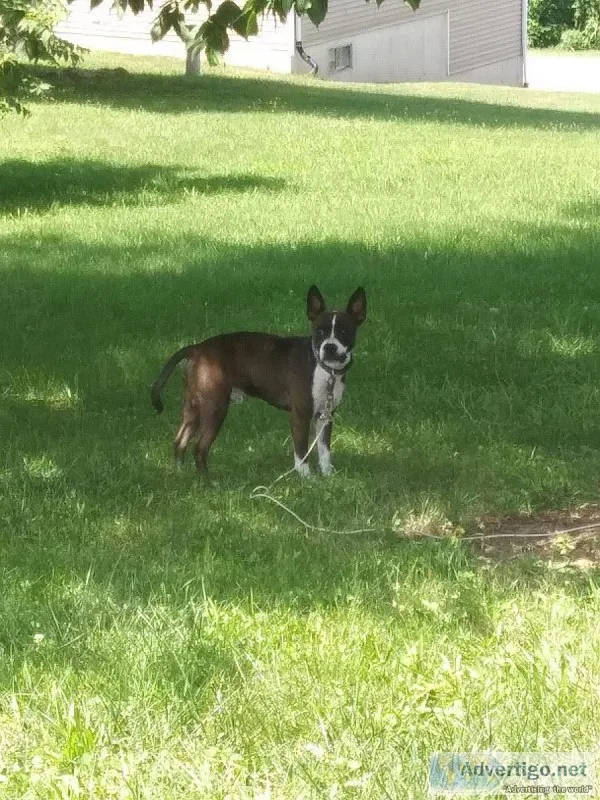Please help SUPERMAN find a home EXCELLENT Guard dog
