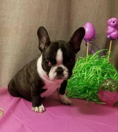 French Bulldog puppy