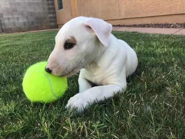 Bull terrier