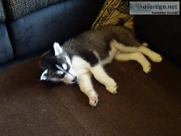 A pure breed husky