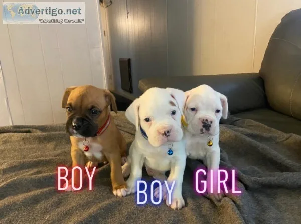 Boxer puppies