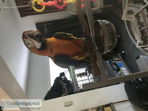 Catalina macaw