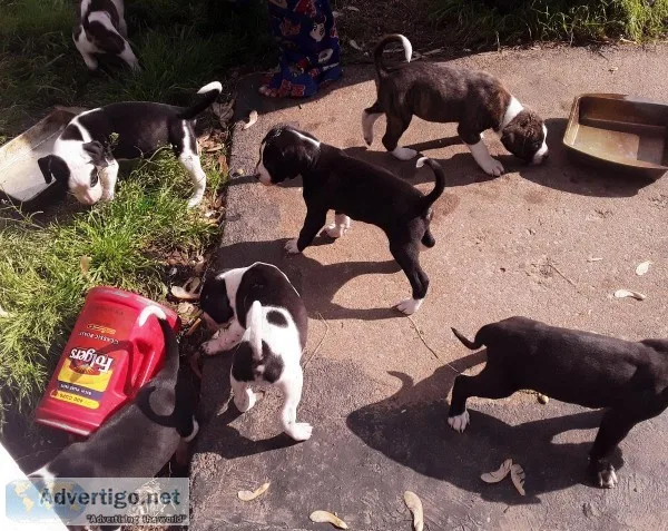 PitLab Mix Puppies