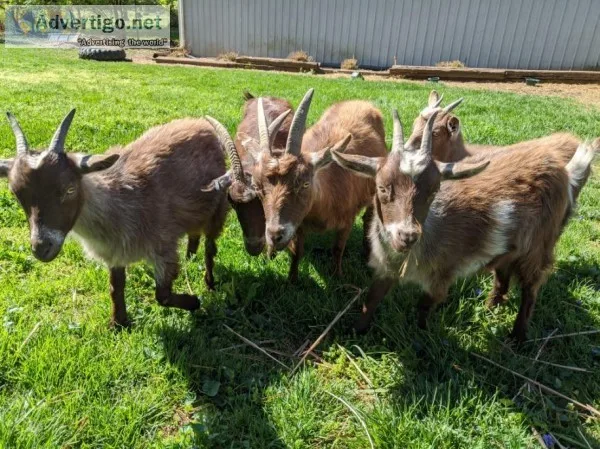 Nigerian Dwarf females
