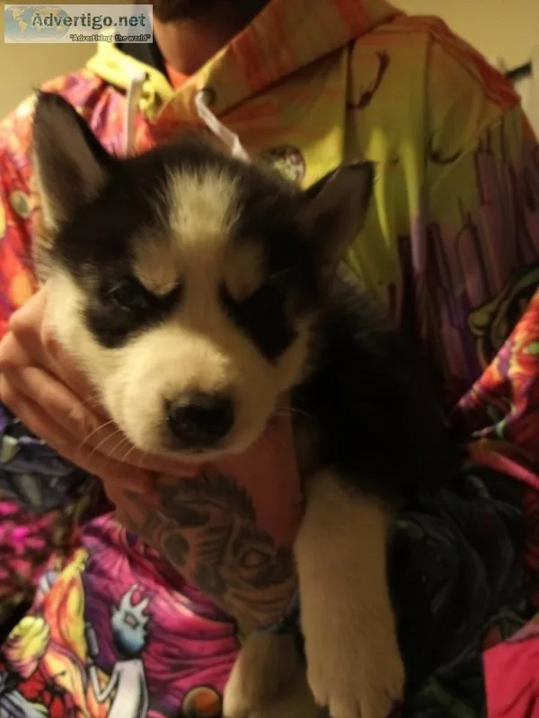 Husky puppy
