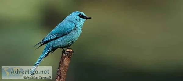 birdwatching in uttarakhand