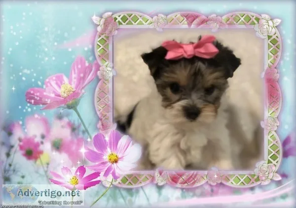 CKC Parti Female Yorkie