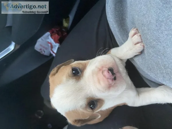 Puppies