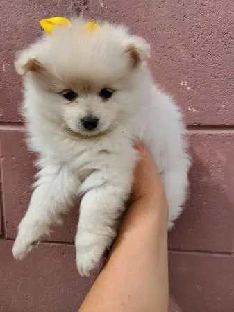 Adorable Pomerarian Puppies For Rehoming