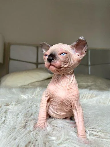 Sphynx Blue Point Blue Eyes Kittens Available