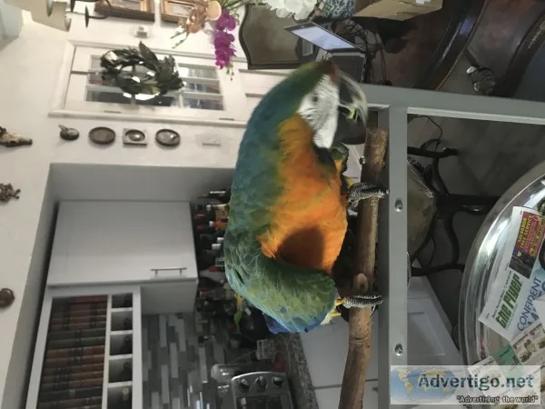 Catalina macaw