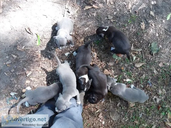 Pit Bulls