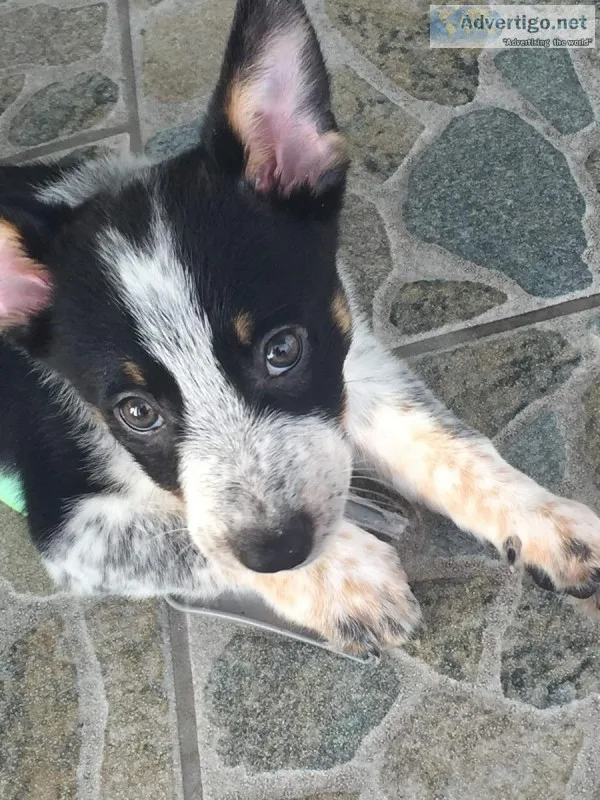 Cowboy Corgi