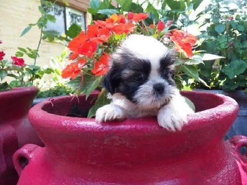 Shih tzu puppies