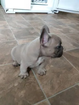 French bulldog puppies