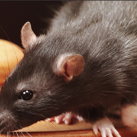 Best Rat Removal in Atlanta