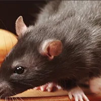 Best Rat Removal in Atlanta