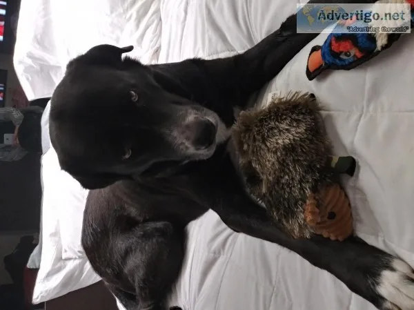 Great PyrnessLab mix