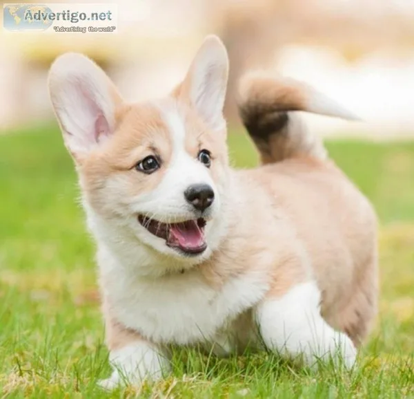 RavoAkc pembroke welsh corgi puppies for sale