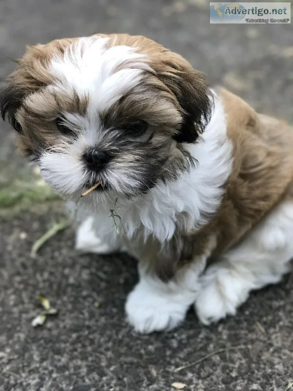 Puppies