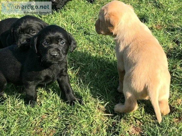 Black red Labrador puppies