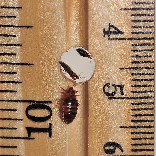 Bed bug Heat treatment to get rid of bed bug problem