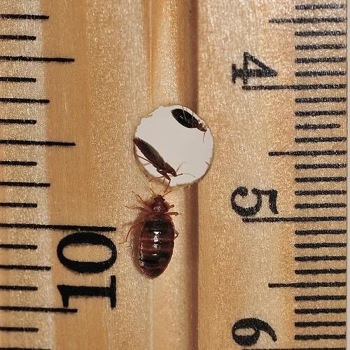 Bed bug Heat treatment to get rid of bed bug problem