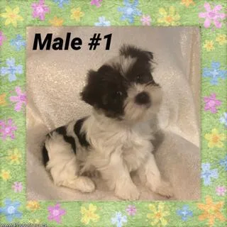 CKC Parti  Male Yorkie