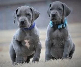 Punctual akc Great dane pups ready now