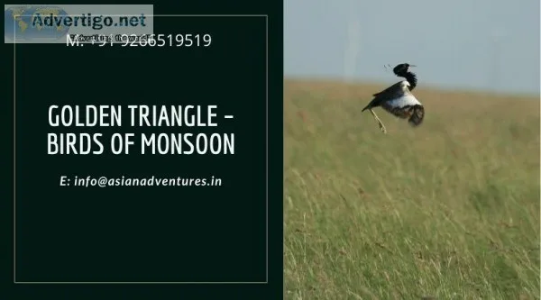 golden triangle tour